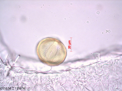 Hoffmannseggia sandersonii - lame n° 42275